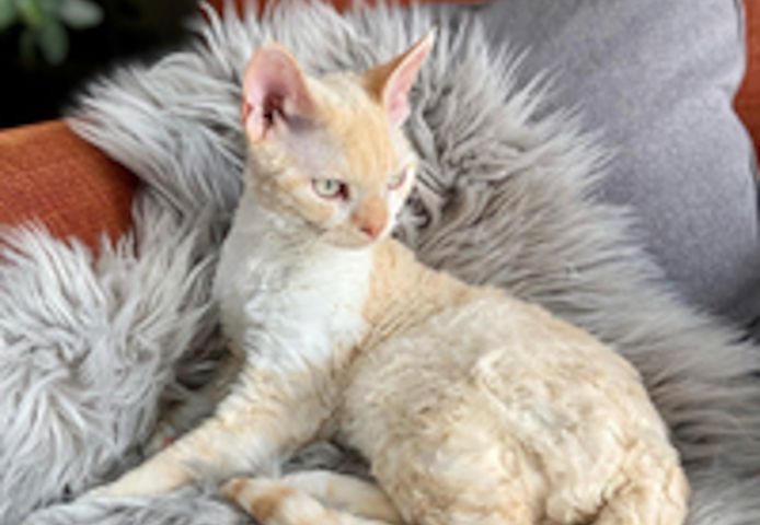 Devon Rex-Kätzchen in meiner Nähe