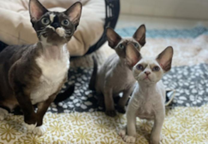 Devon Rex-Kätzchen in meiner Nähe