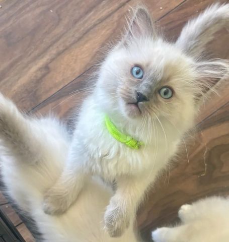Reinrassige Ragdoll-Kätzchen