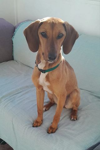 Vizsla Mischling Missy