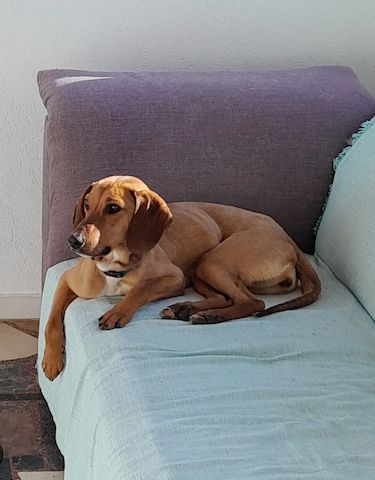 Vizsla Mischling Missy