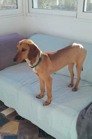 Vizsla Mischling Missy
