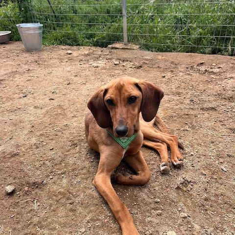 Vizsla Mischling Missy