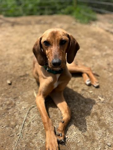 Vizsla Mischling Missy