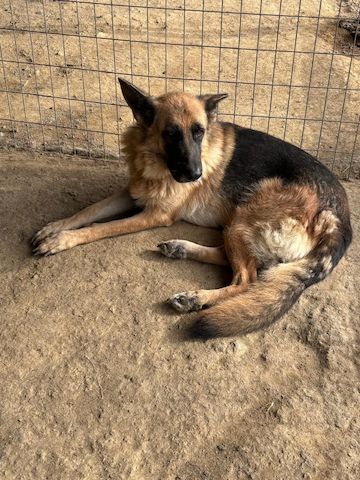 Schäferhund Mix Rexy