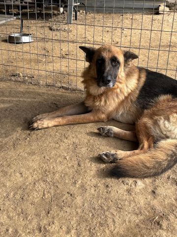 Schäferhund Mix Rexy