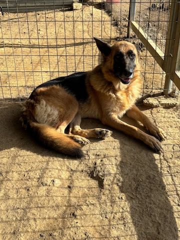 Schäferhund Mix Rexy
