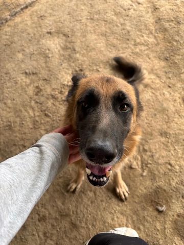Schäferhund Mix Rexy