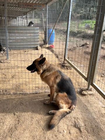 Schäferhund Mix Rexy