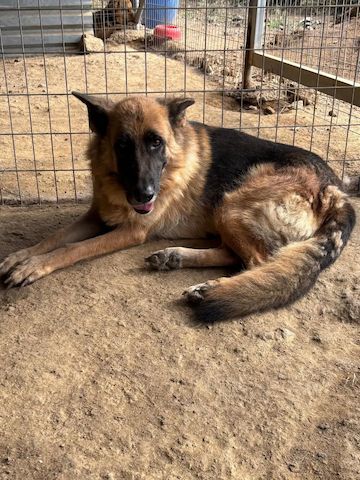 Schäferhund Mix Rexy