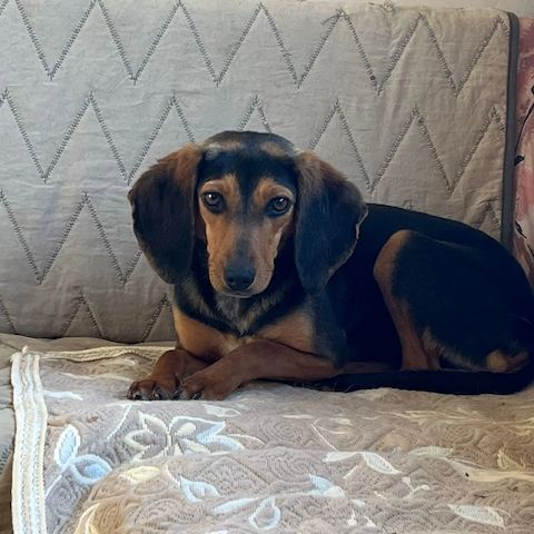 Jagdhund Mix Gundi