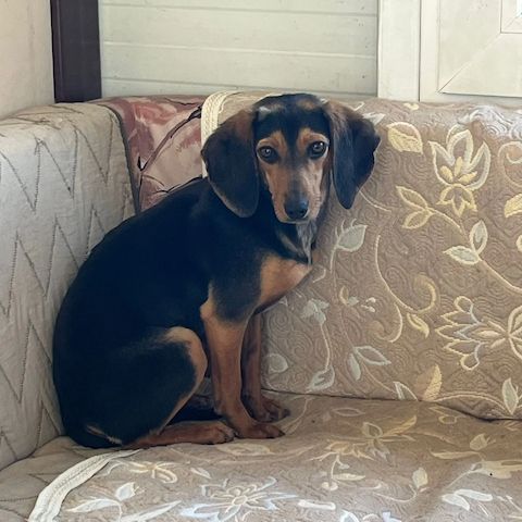 Jagdhund Mix Gundi