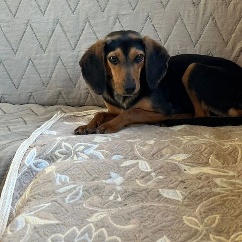 Jagdhund Mix Gundi