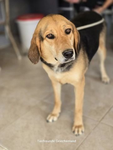 Lara (Auch Pflegestelle gesucht)