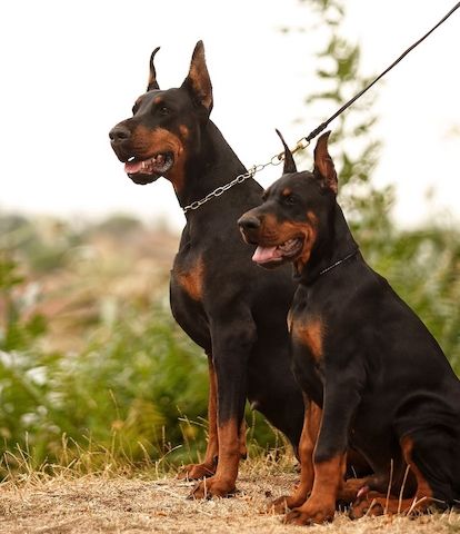 Wunderschöne Dobermann Welpen suchen liebevolles Zuhause