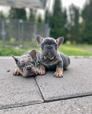 Französische Bulldoggenwelpen