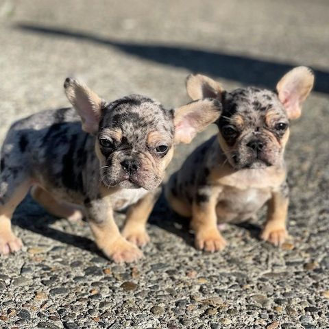 Französische Bulldoggenwelpen