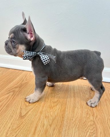 Französische Bulldogge Platinum