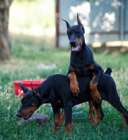Schwarze und braune Dobermannwelpen abzugeben.