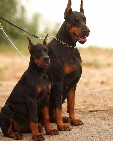 Dobermann Welpen Rüden - FCI Ahnentafel