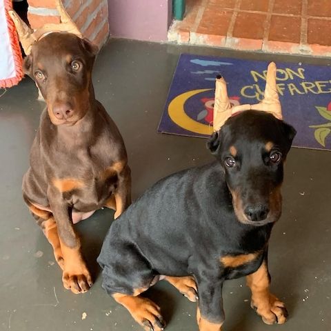Reinrassige Dobermann Welpen mit Ahnentafel