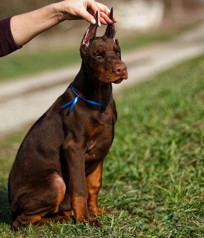 Dobermann Welpen champion
