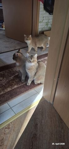 Bkh Kater abzugeben