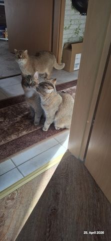 Bkh Kater abzugeben