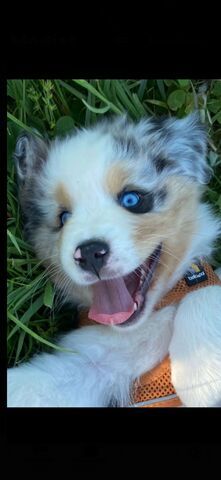 4 Australian Sheperd Welpen suchen Ihr Zuhause