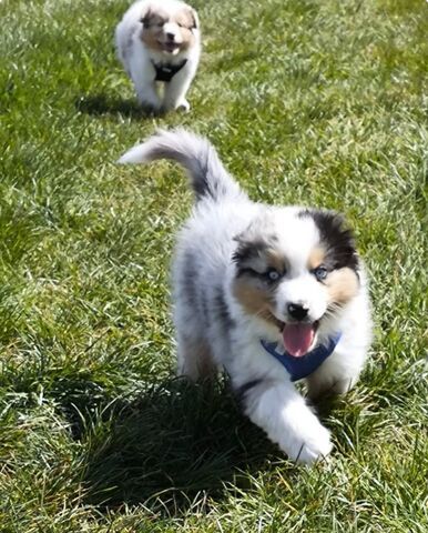 4 Australian Sheperd Welpen suchen Ihr Zuhause