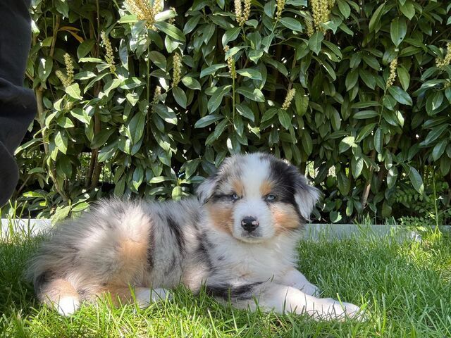4 Australian Sheperd Welpen suchen Ihr Zuhause