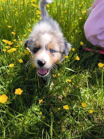 4 Australian Sheperd Welpen suchen Ihr Zuhause