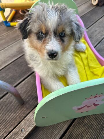 4 Australian Sheperd Welpen suchen Ihr Zuhause