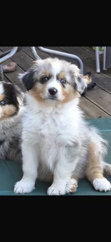 4 Australian Sheperd Welpen suchen Ihr Zuhause