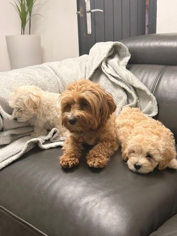 Maltipoo-Welpen zu verkaufen