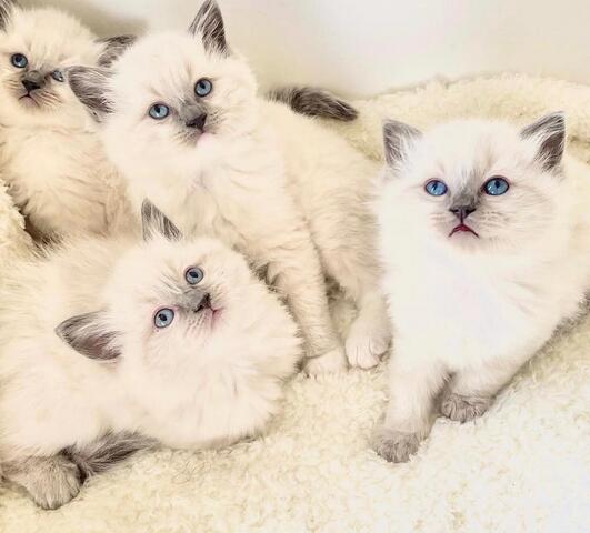 Ragdoll Katzen