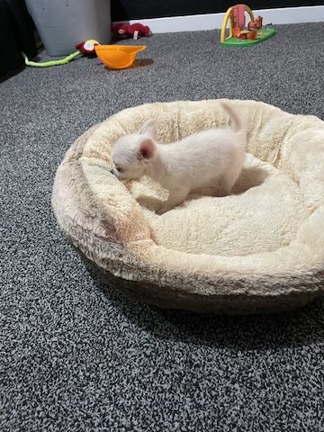 Chihuahua abzugeben