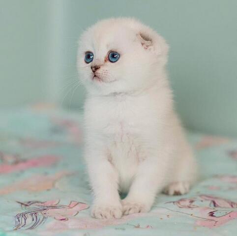 Luxuriöse Scottish Fold Kätzchen