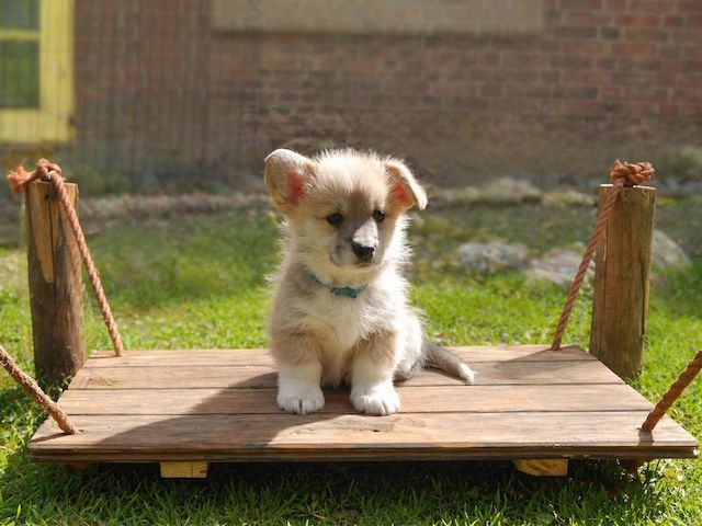 Süße Welsh Corgi Pembroke Welpen