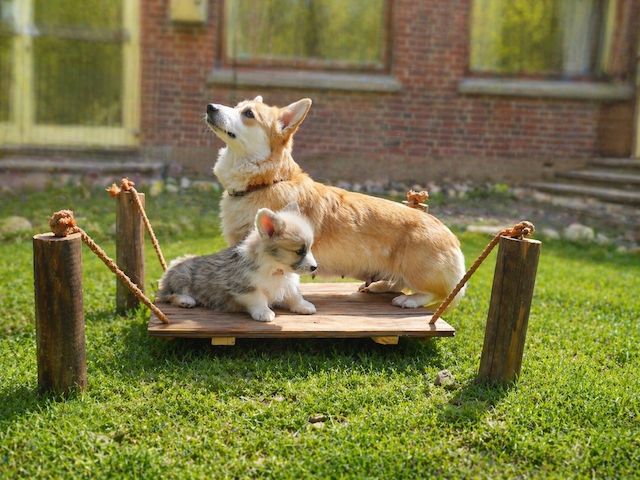 Süße Welsh Corgi Pembroke Welpen