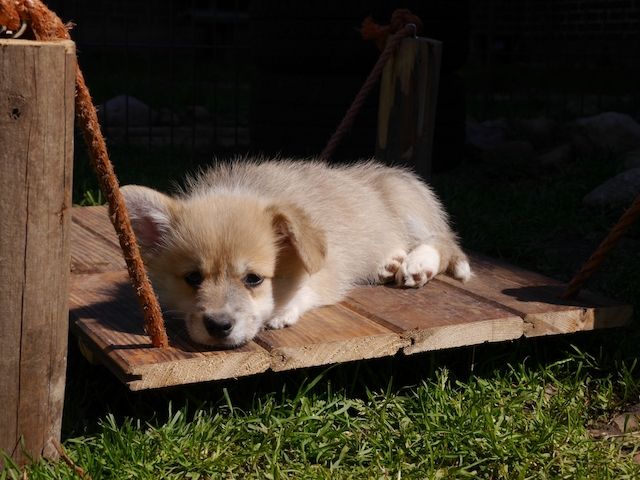 Süße Welsh Corgi Pembroke Welpen
