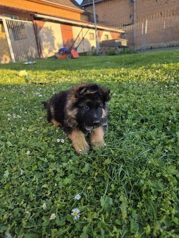 Deutscher Schäferhund Welpen!!