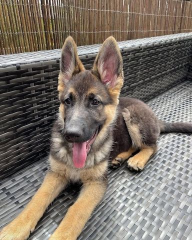Deutscher Schäferhund Welpen!!