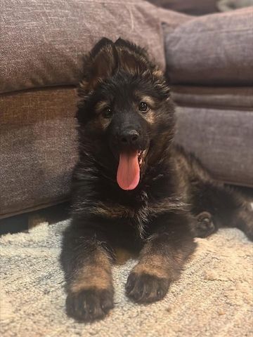 Deutscher Schäferhund Welpen**