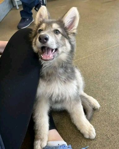 Deutscher Schäferhund Welpen!!!!