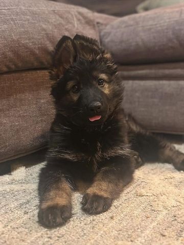 Deutscher Schäferhund Welpen!!!!