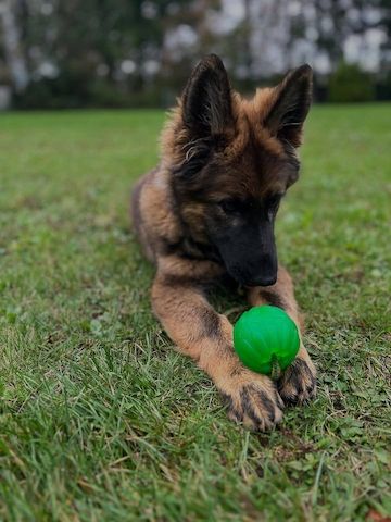 Deutscher Schäferhund Welpen!!!!