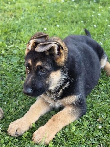 Deutscher Schäferhund Welpe