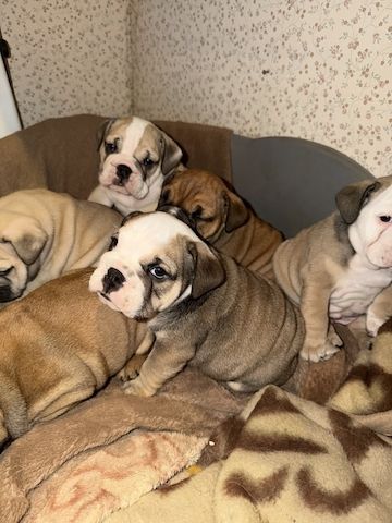 Ausgebildete Englische Bulldoggenwelpen zu verkaufen