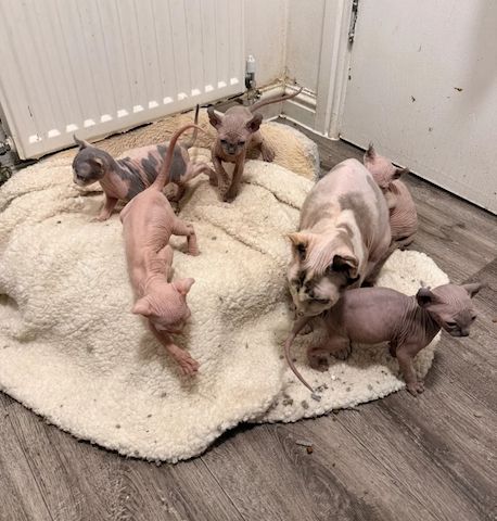 Sechs wunderschöne Sphynx-Katzen zu verkaufen